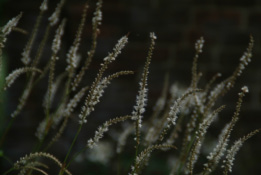 Persicaria amplexicaulis 'Alba' Duizendknoop bestellen